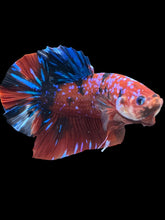 Load image into Gallery viewer, GIANT Male Halfmoon Plakat - Red Galaxy #2037 - Live Betta Fish

