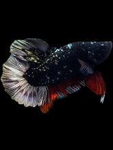 Load image into Gallery viewer, Male Halfmoon Plakat - Gold Avatar #2038 - Live Betta Fish
