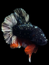 Load image into Gallery viewer, Male Halfmoon Plakat - Gold Avatar #2038 - Live Betta Fish
