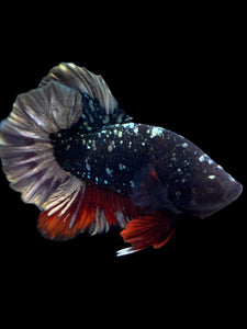 Male Halfmoon Plakat - Gold Avatar #2038 - Live Betta Fish
