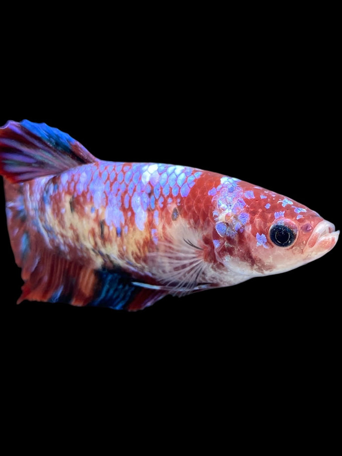 GIANT Female Halfmoon - Galaxy #2040 Live Betta Fish (SKIN TAG ON FACE)