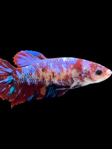 GIANT Female Halfmoon - Galaxy #2040 Live Betta Fish (SKIN TAG ON FACE)