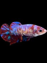 Load image into Gallery viewer, GIANT Female Halfmoon - Galaxy #2040 Live Betta Fish (SKIN TAG ON FACE)
