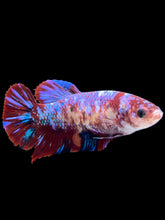 Load image into Gallery viewer, GIANT Female Halfmoon - Galaxy #2040 Live Betta Fish (SKIN TAG ON FACE)
