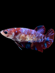 GIANT Female Halfmoon - Galaxy #2040 Live Betta Fish (SKIN TAG ON FACE)