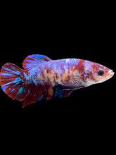 Load image into Gallery viewer, GIANT Female Halfmoon - Galaxy #2040 Live Betta Fish (SKIN TAG ON FACE)
