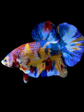 Load image into Gallery viewer, Male Halfmoon Plakat - Multicolor #2042 - Live Betta Fish
