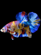 Load image into Gallery viewer, Male Halfmoon Plakat - Multicolor #2042 - Live Betta Fish
