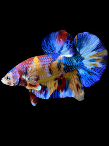 Male Halfmoon Plakat - Multicolor #2042 - Live Betta Fish