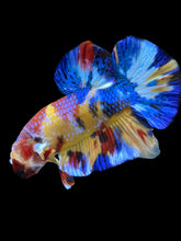 Load image into Gallery viewer, Male Halfmoon Plakat - Multicolor #2042 - Live Betta Fish
