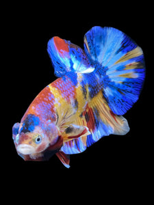 Male Halfmoon Plakat - Multicolor #2042 - Live Betta Fish