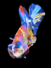 Load image into Gallery viewer, Male Halfmoon Plakat - Multicolor #2042 - Live Betta Fish

