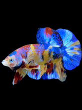 Load image into Gallery viewer, Male Halfmoon Plakat - Multicolor #2042 - Live Betta Fish
