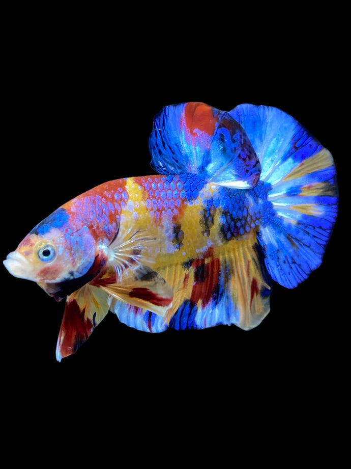 Male Halfmoon Plakat - Multicolor #2042 - Live Betta Fish