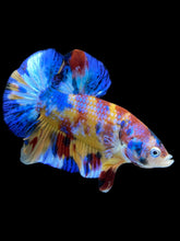 Load image into Gallery viewer, Male Halfmoon Plakat - Multicolor #2042 - Live Betta Fish
