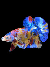 Load image into Gallery viewer, Male Halfmoon Plakat - Multicolor #2042 - Live Betta Fish
