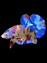 Load image into Gallery viewer, Male Halfmoon Plakat - Multicolor #2042 - Live Betta Fish
