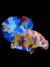 Load image into Gallery viewer, Male Halfmoon Plakat - Multicolor #2042 - Live Betta Fish
