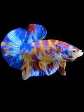 Load image into Gallery viewer, Male Halfmoon Plakat - Multicolor #2042 - Live Betta Fish
