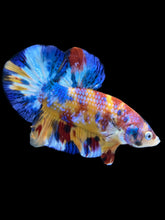 Load image into Gallery viewer, Male Halfmoon Plakat - Multicolor #2042 - Live Betta Fish
