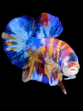 Load image into Gallery viewer, Male Halfmoon Plakat - Multicolor #2042 - Live Betta Fish

