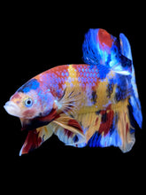 Load image into Gallery viewer, Male Halfmoon Plakat - Multicolor #2042 - Live Betta Fish
