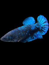 Load image into Gallery viewer, Female Halfmoon Plakat - Blue Black #2043 - Live Betta Fish
