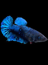Load image into Gallery viewer, Female Halfmoon Plakat - Blue Black #2043 - Live Betta Fish
