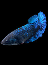 Load image into Gallery viewer, Female Halfmoon Plakat - Blue Black #2043 - Live Betta Fish
