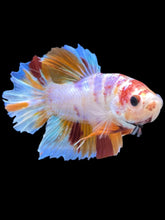 Load image into Gallery viewer, GIANT Male Halfmoon Plakat - Purple Candy #2044 - Live Betta Fish
