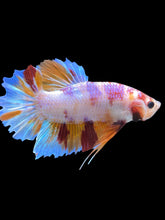 Load image into Gallery viewer, GIANT Male Halfmoon Plakat - Purple Candy #2044 - Live Betta Fish
