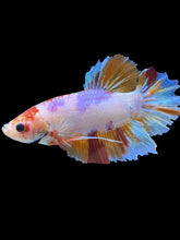 Load image into Gallery viewer, GIANT Male Halfmoon Plakat - Purple Candy #2044 - Live Betta Fish
