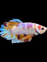 Load image into Gallery viewer, GIANT Male Halfmoon Plakat - Purple Candy #2044 - Live Betta Fish
