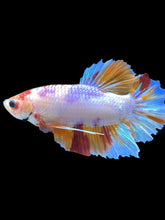 Load image into Gallery viewer, GIANT Male Halfmoon Plakat - Purple Candy #2044 - Live Betta Fish
