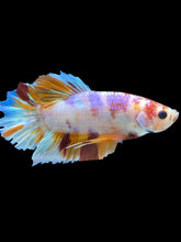 Load image into Gallery viewer, GIANT Male Halfmoon Plakat - Purple Candy #2044 - Live Betta Fish
