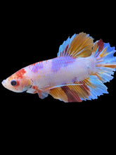Load image into Gallery viewer, GIANT Male Halfmoon Plakat - Purple Candy #2044 - Live Betta Fish
