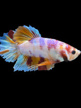 Load image into Gallery viewer, GIANT Male Halfmoon Plakat - Purple Candy #2044 - Live Betta Fish
