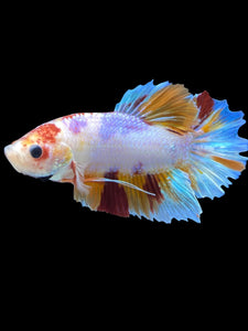 GIANT Male Halfmoon Plakat - Purple Candy #2044 - Live Betta Fish