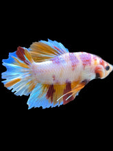 Load image into Gallery viewer, GIANT Male Halfmoon Plakat - Purple Candy #2044 - Live Betta Fish
