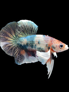 Male Halfmoon Plakat - Copper Dumbo #2045 - Live Betta Fish
