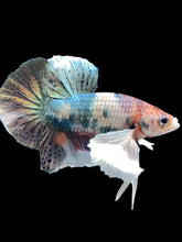 Load image into Gallery viewer, Male Halfmoon Plakat - Copper Dumbo #2045 - Live Betta Fish
