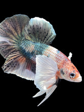 Load image into Gallery viewer, Male Halfmoon Plakat - Copper Dumbo #2045 - Live Betta Fish

