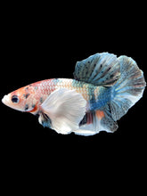 Load image into Gallery viewer, Male Halfmoon Plakat - Copper Dumbo #2045 - Live Betta Fish

