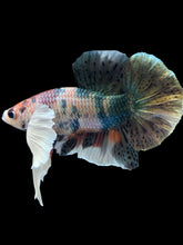 Load image into Gallery viewer, Male Halfmoon Plakat - Copper Dumbo #2045 - Live Betta Fish

