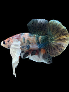 Male Halfmoon Plakat - Copper Dumbo #2045 - Live Betta Fish
