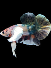 Load image into Gallery viewer, Male Halfmoon Plakat - Copper Dumbo #2045 - Live Betta Fish
