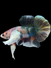Load image into Gallery viewer, Male Halfmoon Plakat - Copper Dumbo #2045 - Live Betta Fish
