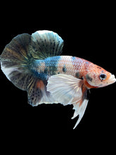 Load image into Gallery viewer, Male Halfmoon Plakat - Copper Dumbo #2045 - Live Betta Fish
