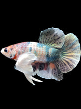 Load image into Gallery viewer, Male Halfmoon Plakat - Copper Dumbo #2045 - Live Betta Fish
