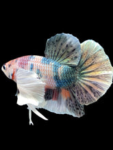 Load image into Gallery viewer, Male Halfmoon Plakat - Copper Dumbo #2045 - Live Betta Fish
